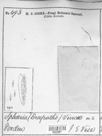 Saccothecium vincae image